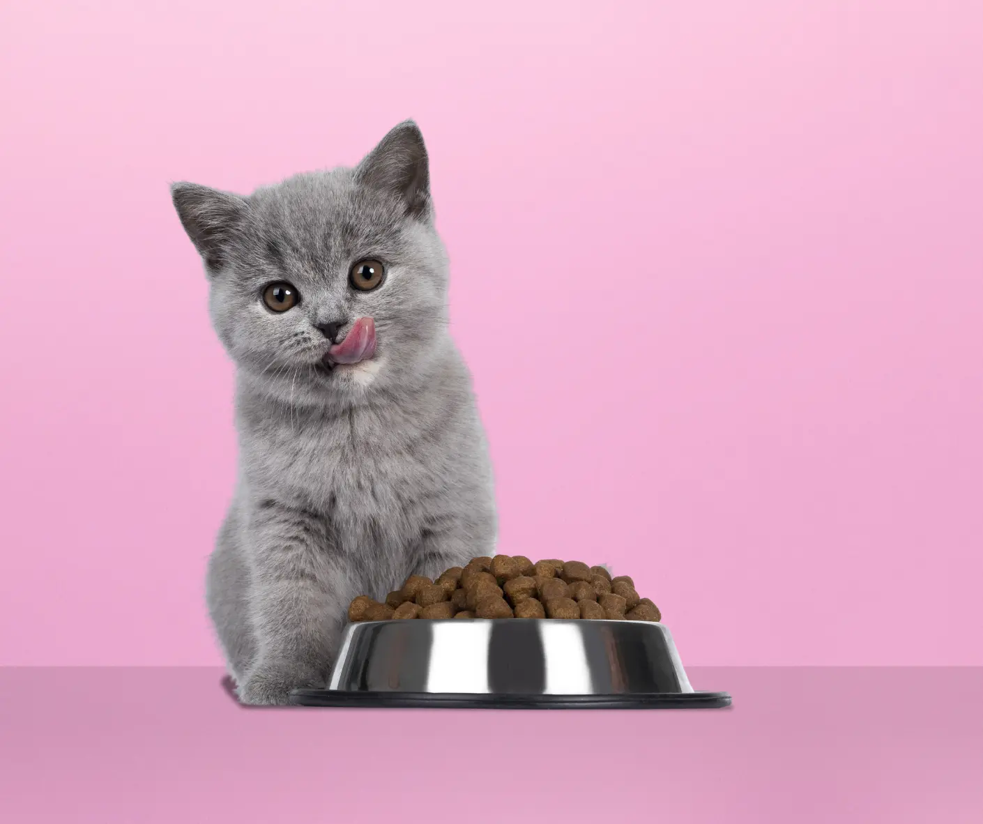 kitten-food